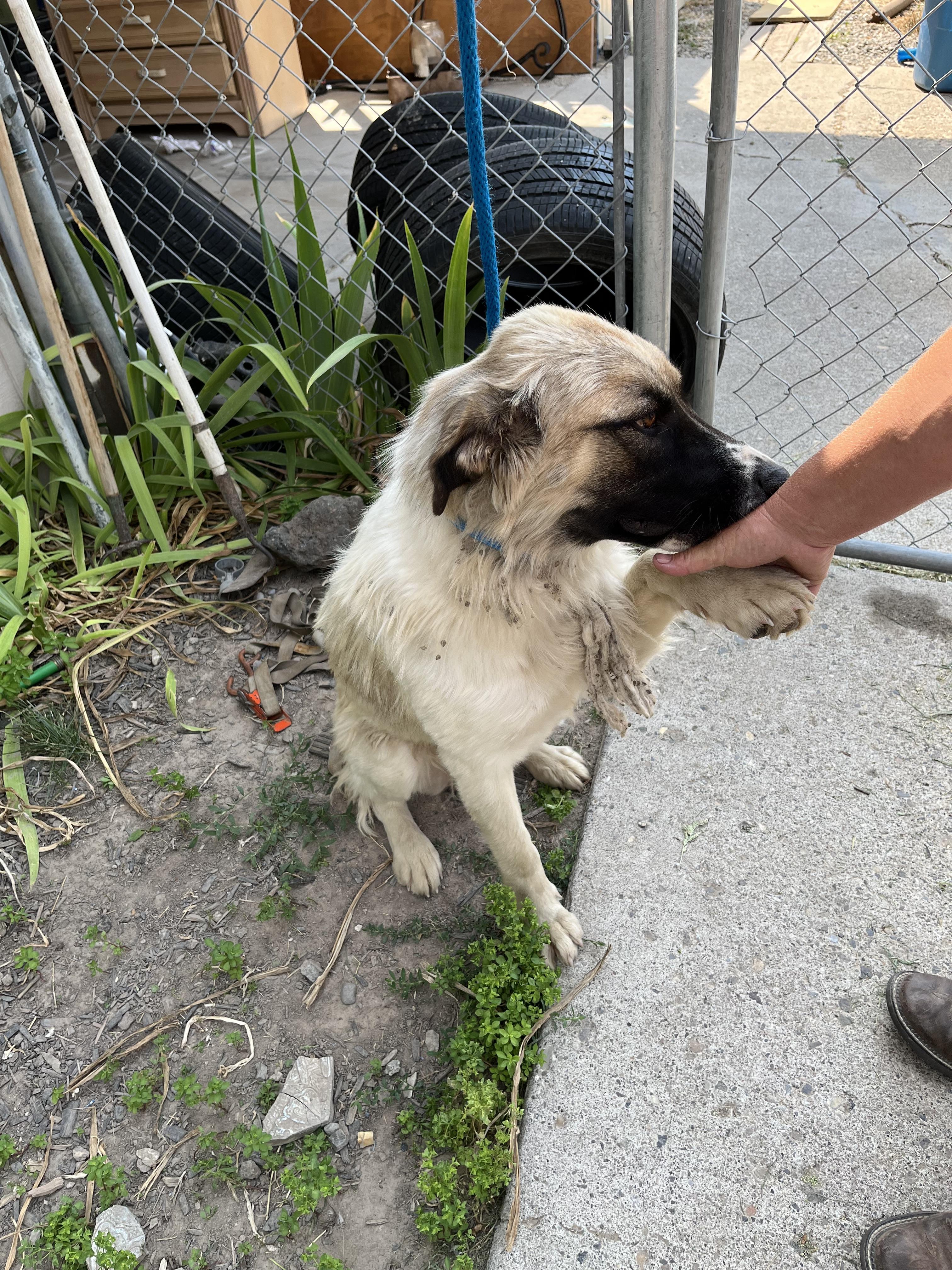 Enlarge MERLOT nka ANNIE, a Adopted Anatolian Shepherd in Jerome, ID image 2/6