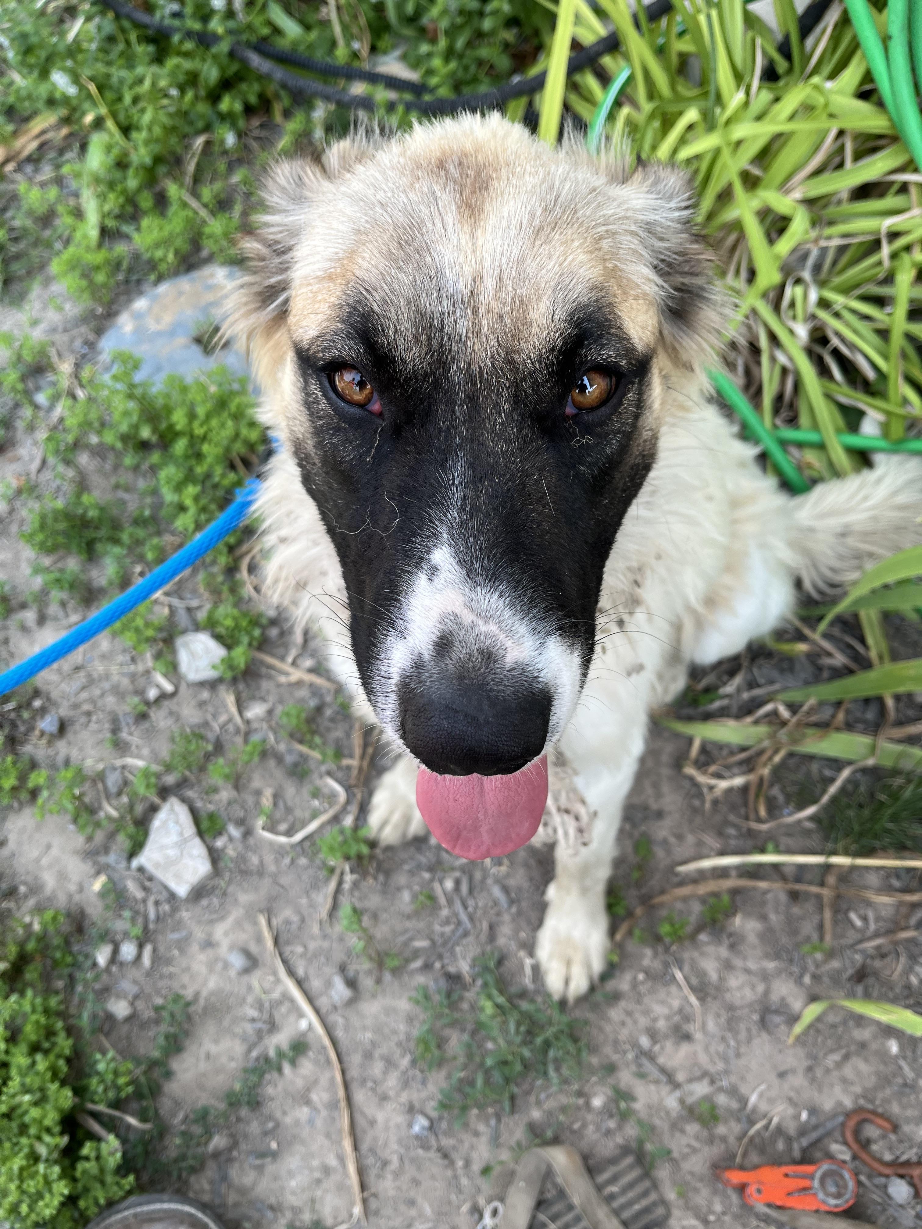 Enlarge MERLOT nka ANNIE, a Adopted Anatolian Shepherd in Jerome, ID image 3/6
