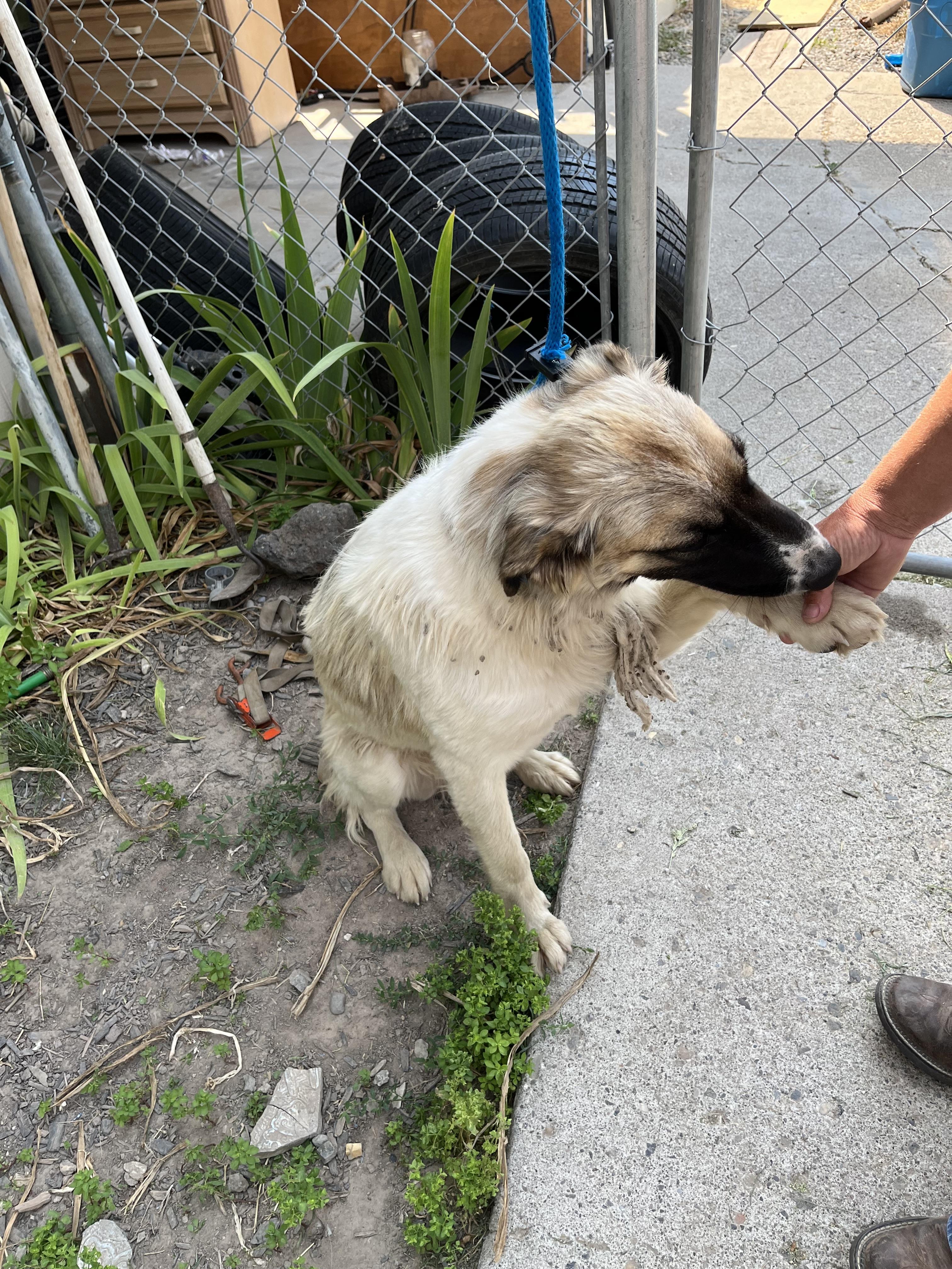 Enlarge MERLOT nka ANNIE, a Adopted Anatolian Shepherd in Jerome, ID image 5/6