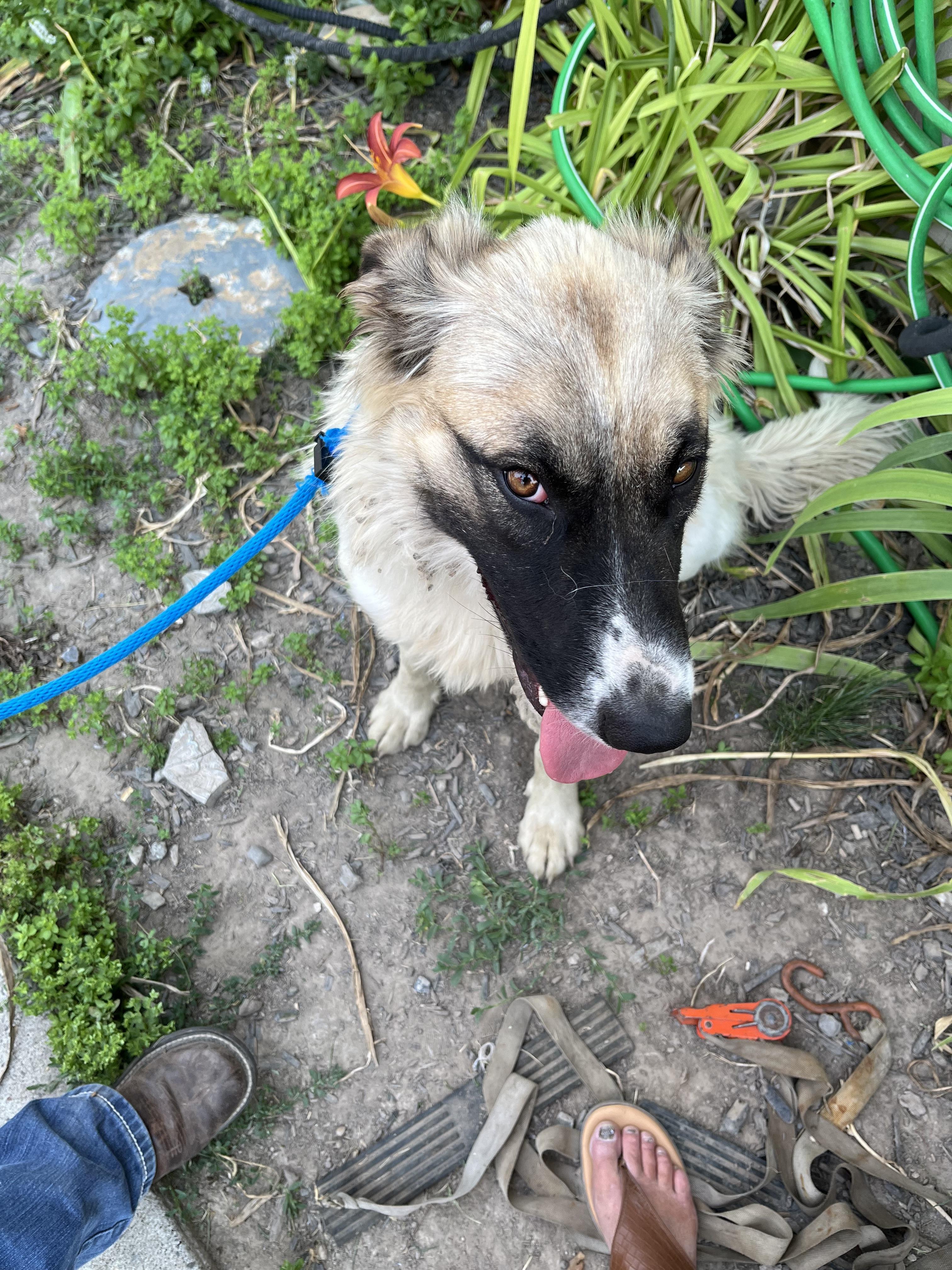 Enlarge MERLOT nka ANNIE, a Adopted Anatolian Shepherd in Jerome, ID image 6/6