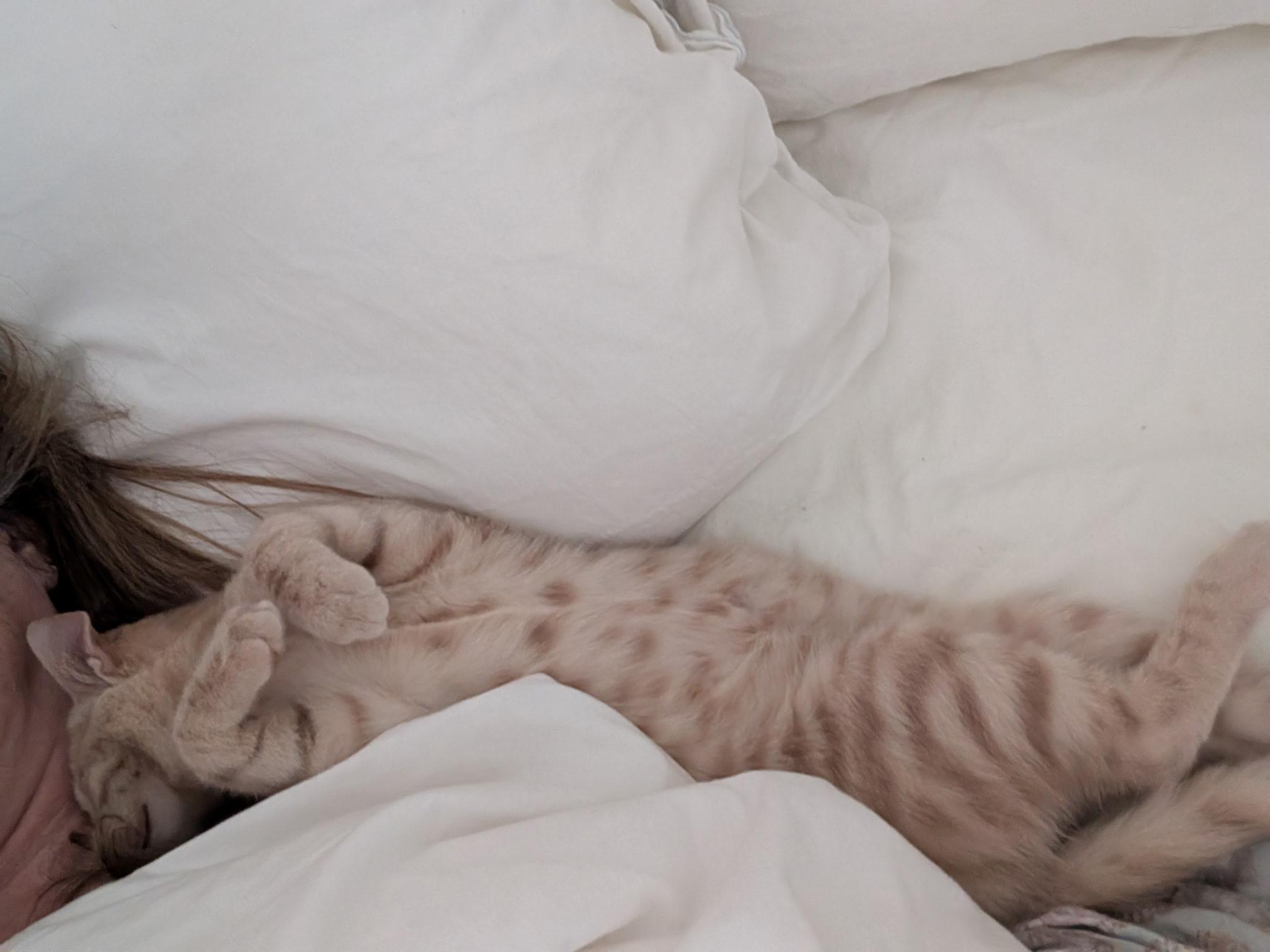 Enlarge Candy Cane (Blind)- Kyle Bremmer, an adopted mixed breed in Brampton, ON image 2/6