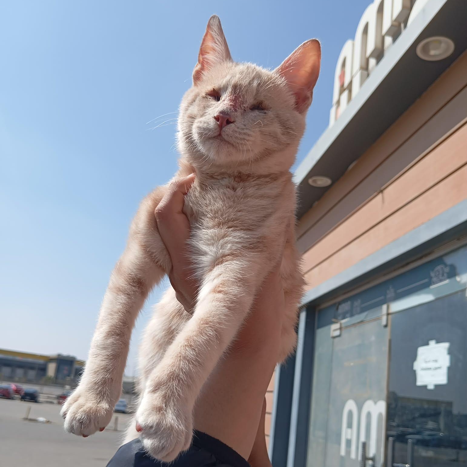 Candy Cane (Blind)- Kyle Bremmer, adopted, Kitten Male Egyptian Mau & Persian.