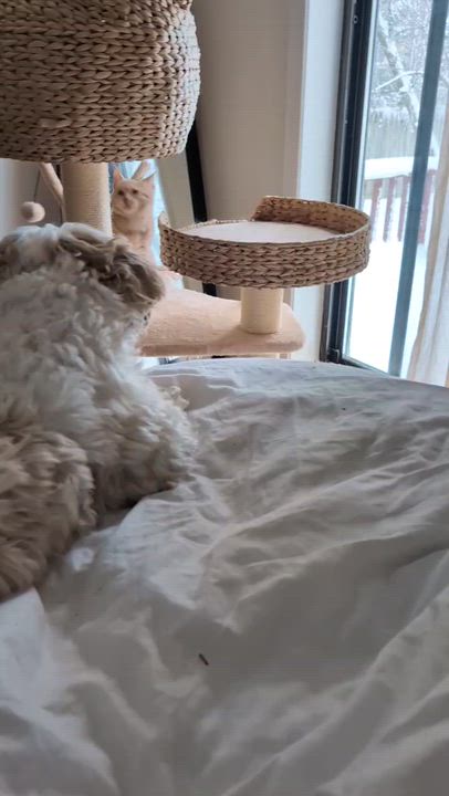 Enlarge Candy Cane (Blind)- Kyle Bremmer, an adopted mixed breed in Brampton, ON video 3/6