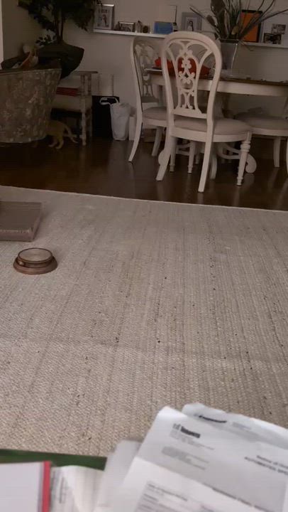 Enlarge Candy Cane (Blind)- Kyle Bremmer, an adopted mixed breed in Brampton, ON video 6/6