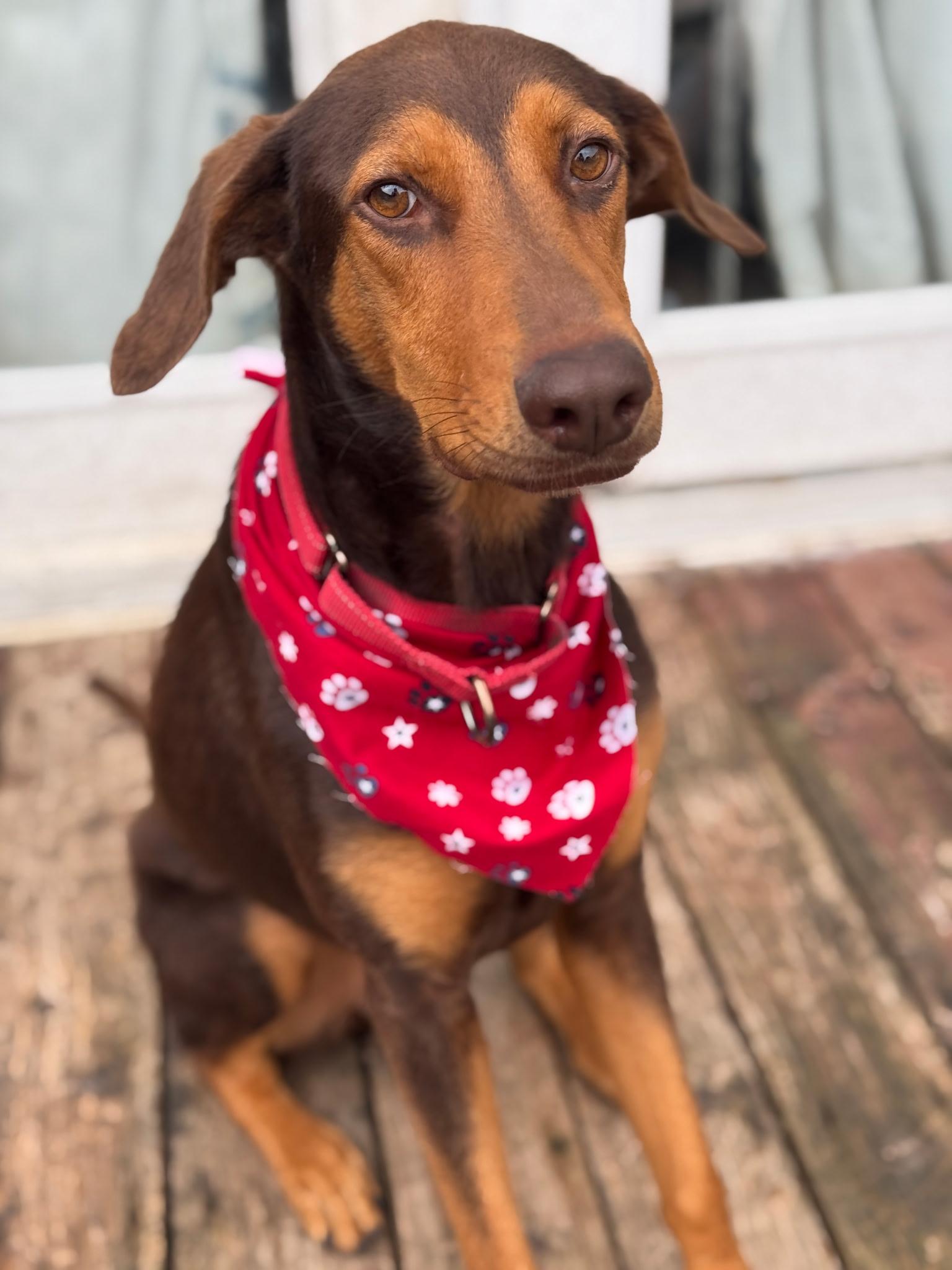 Darcy, ADOPTABLE, Adult Female Doberman Pinscher & Coonhound.