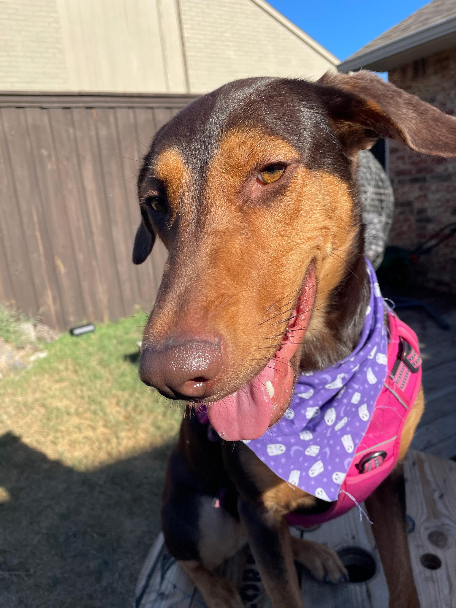 Darcy, a ADOPTABLE mixed breed in Dallas, TX image 3/3