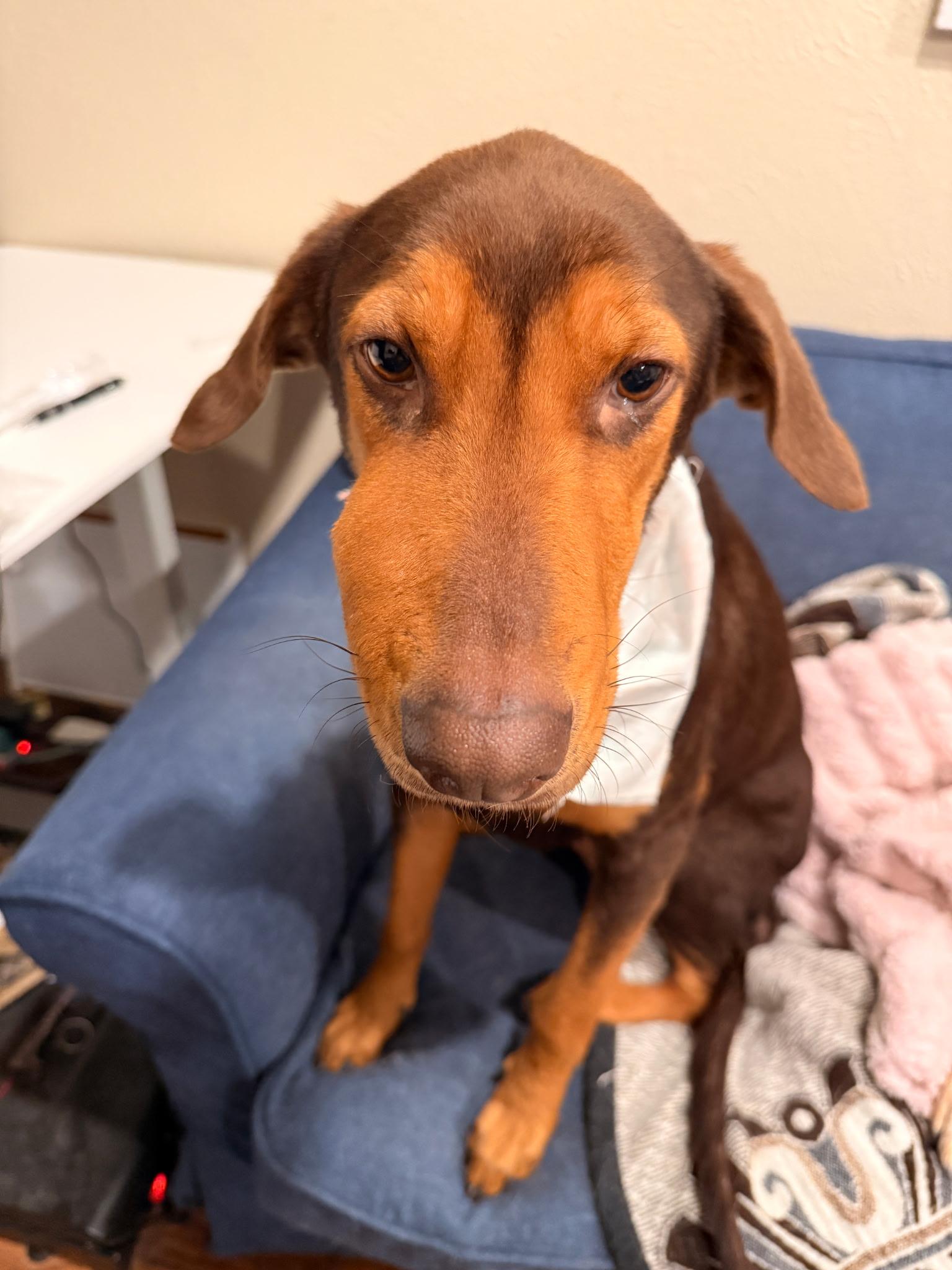 Darcy, a ADOPTABLE mixed breed in Dallas, TX image 2/3