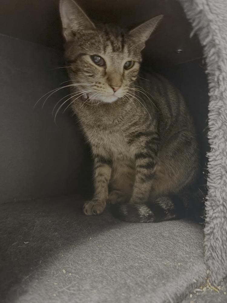 Whippersnapper, Adoptable, Adult Female Domestic Short Hair.