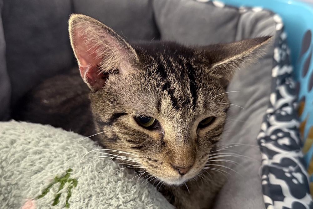 Whippersnapper, Adoptable, Adult Female Domestic Short Hair.