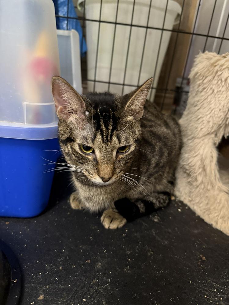 Enlarge Whippersnapper, a Adoptable Domestic Short Hair in Virginia Beach, VA image 2/5