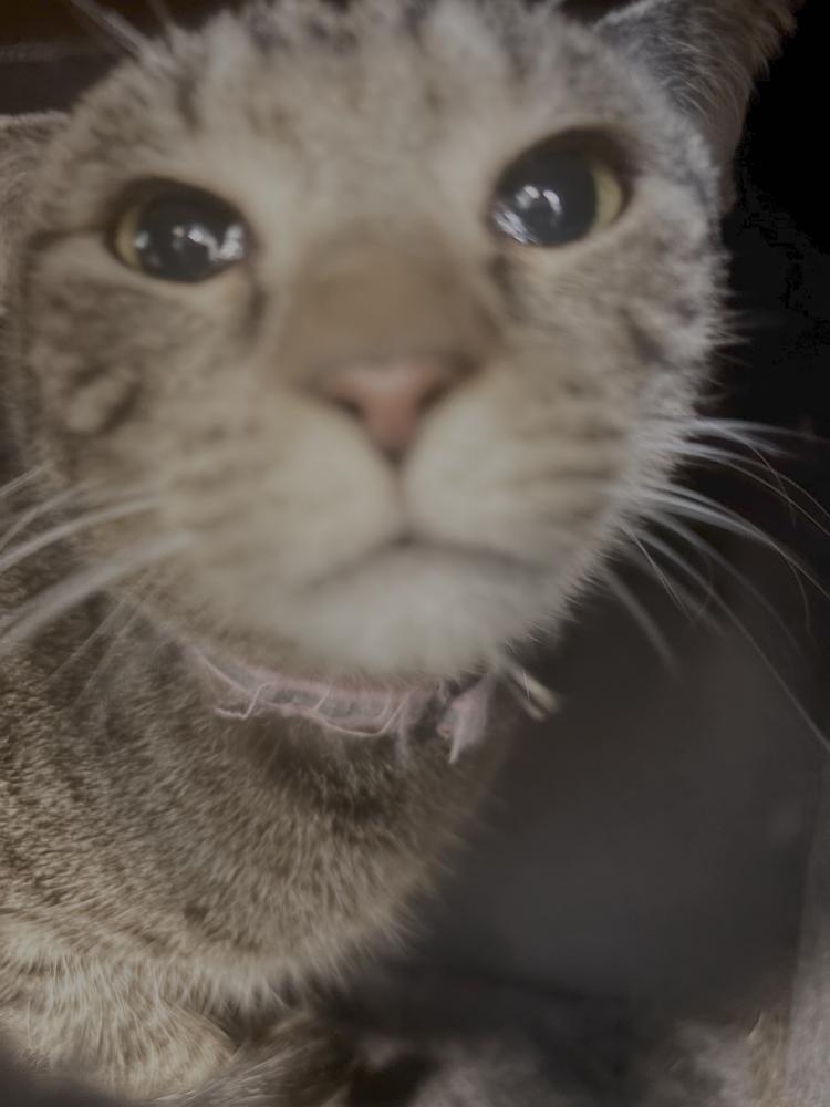 Enlarge Whippersnapper, a Adoptable Domestic Short Hair in Virginia Beach, VA image 3/5