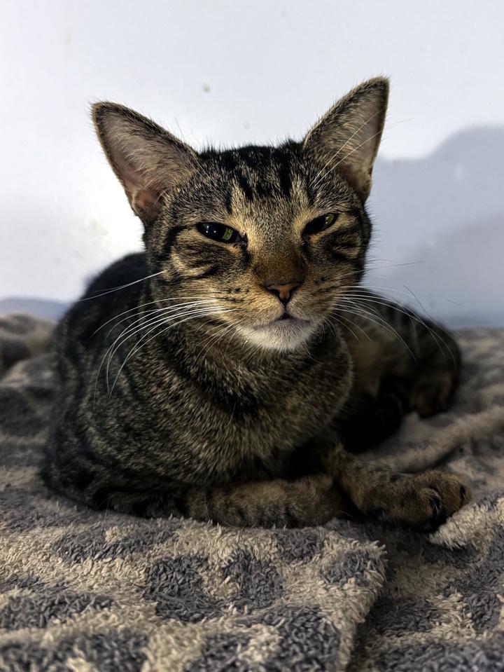 Enlarge Whippersnapper, a Adoptable Domestic Short Hair in Virginia Beach, VA image 4/5