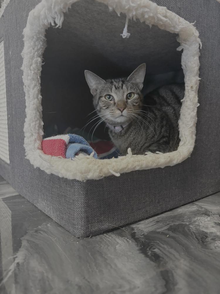 Enlarge Whippersnapper, a Adoptable Domestic Short Hair in Virginia Beach, VA image 5/5