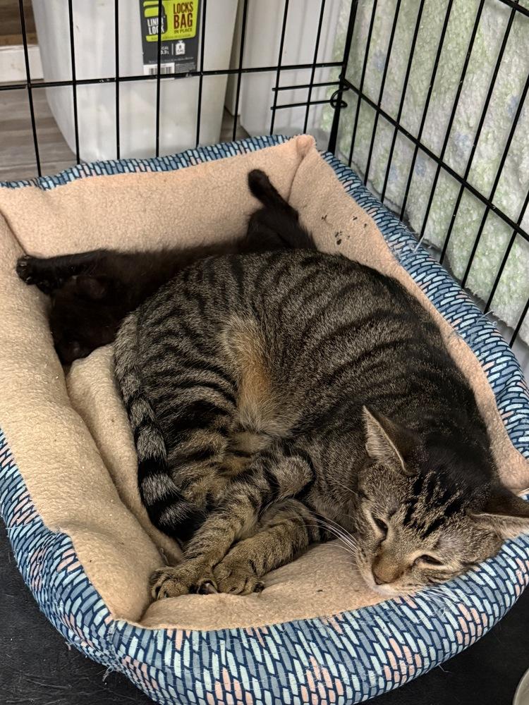 Enlarge Whippersnapper, a Adoptable Domestic Short Hair in Virginia Beach, VA image 5/5