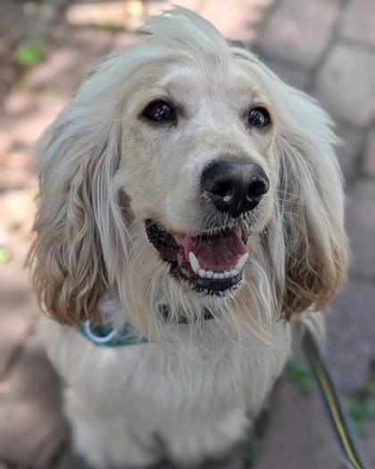 Archie, Adoptable, Young Male Mixed Breed & Mixed Breed.