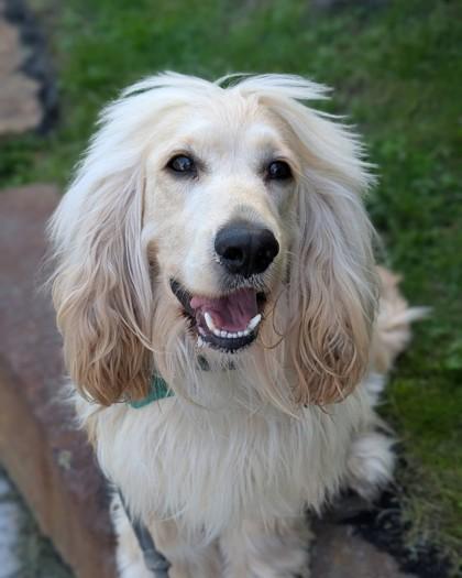 Enlarge Archie, a Adoptable mixed breed in Montreal, QC image 2/3
