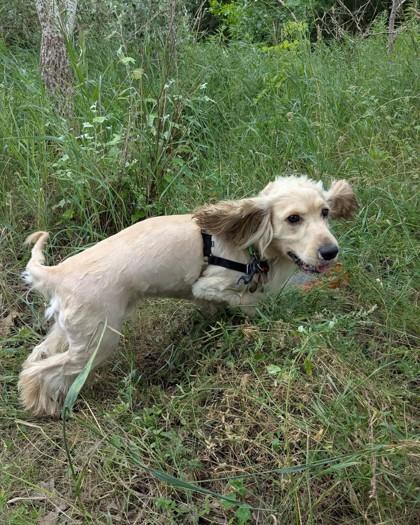 Enlarge Archie, a Adoptable mixed breed in Montreal, QC image 3/3