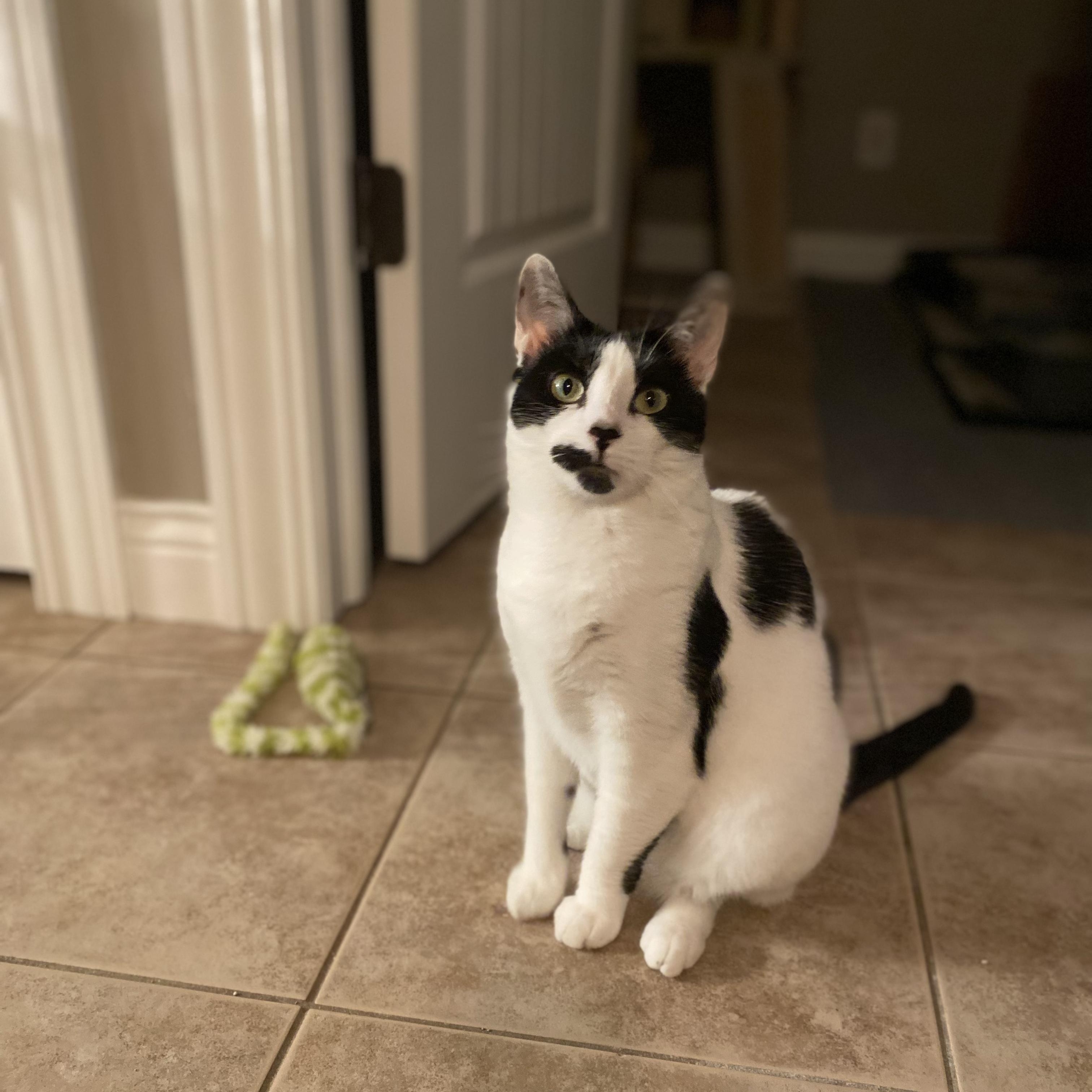 Speckles, a Adoptable Domestic Short Hair in Pardeeville, WI image 4/6