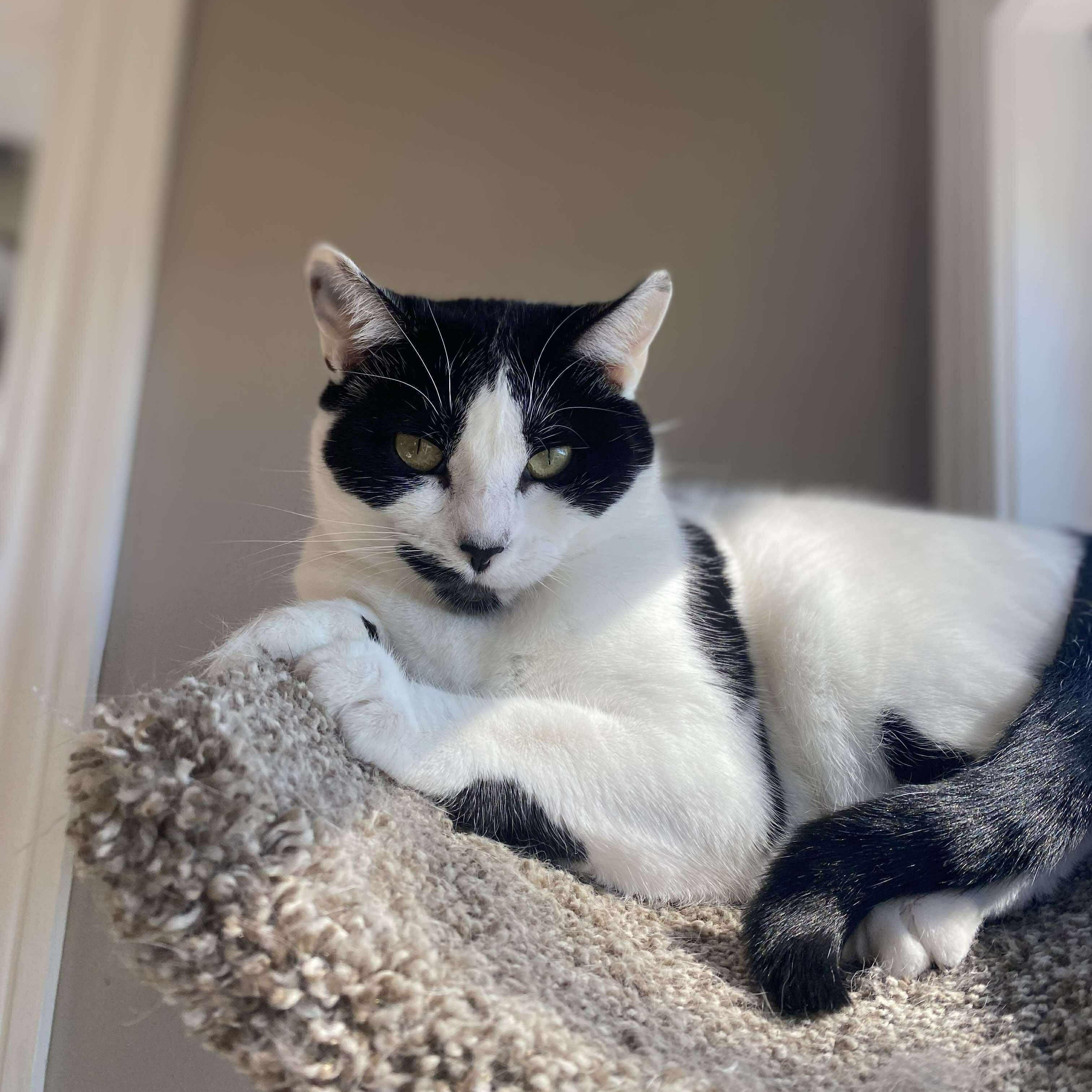 Speckles, a Adoptable Domestic Short Hair in Pardeeville, WI image 1/6