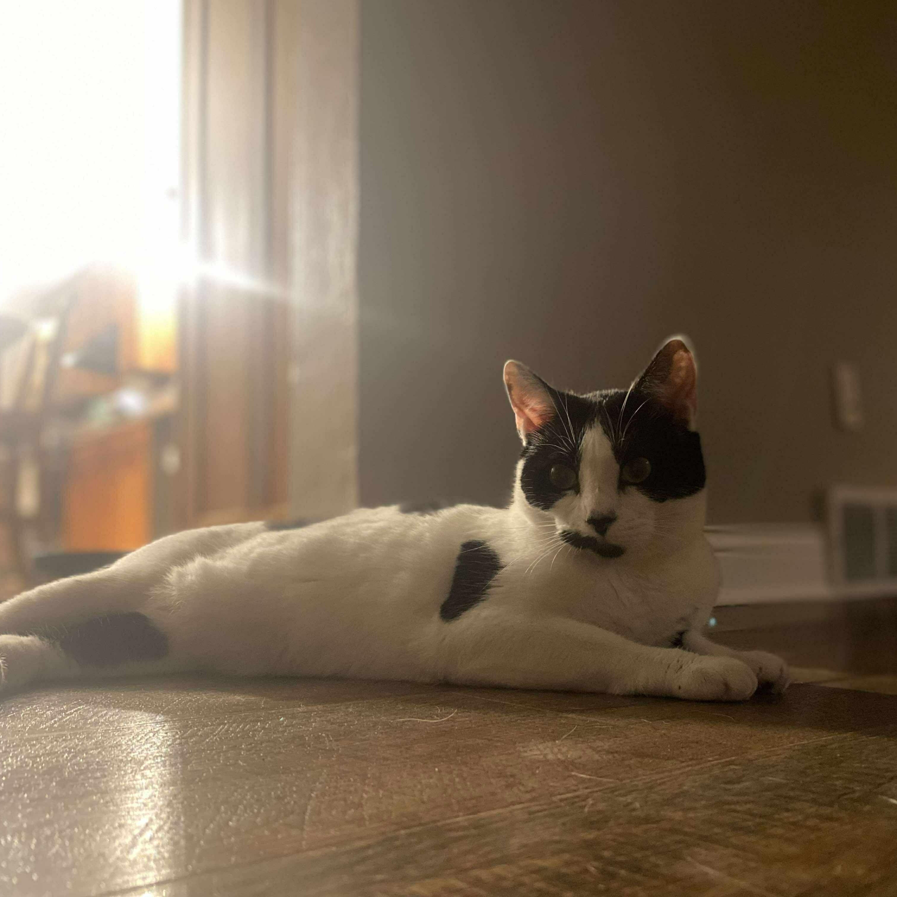 Speckles, Adoptable, Adult Female Domestic Short Hair.