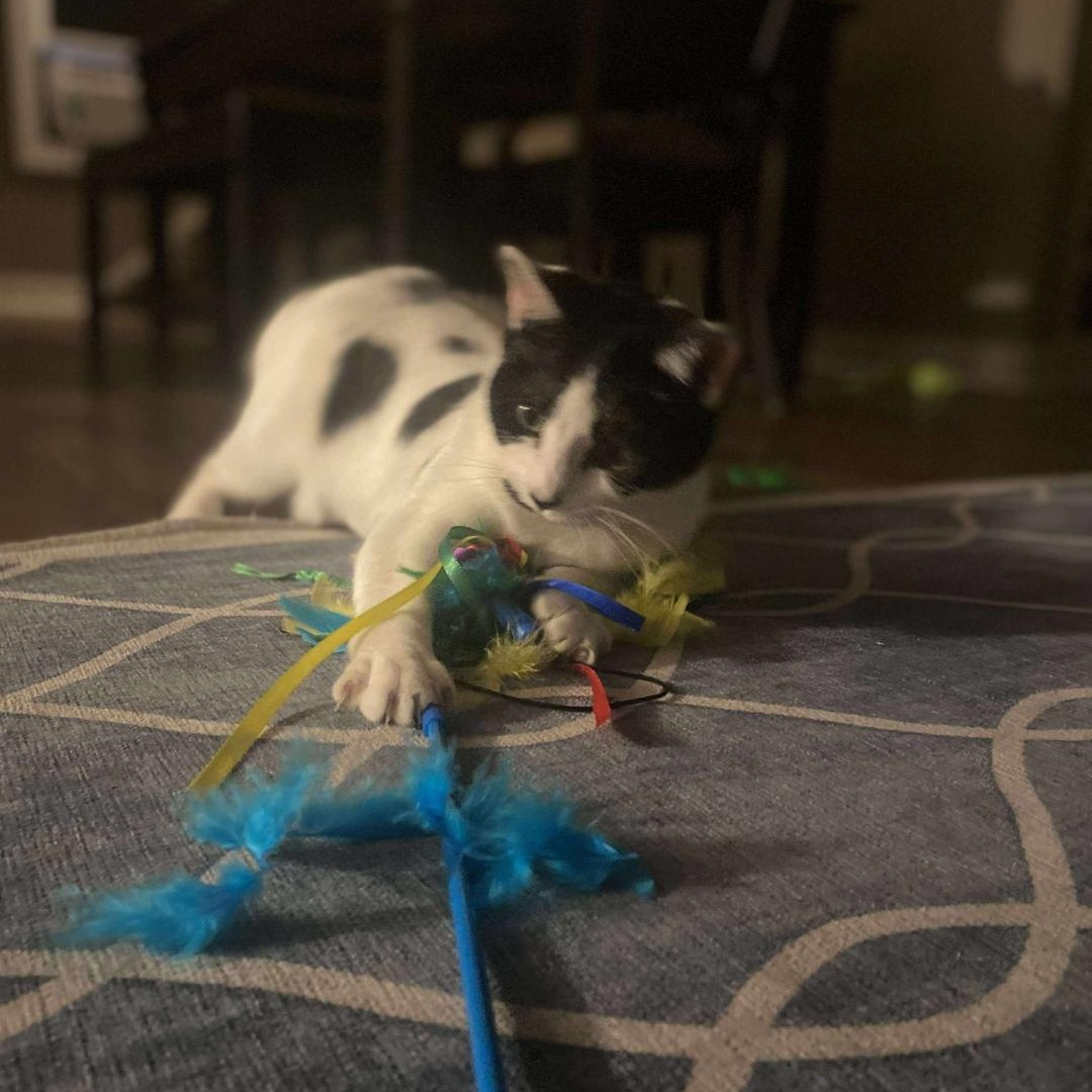 Speckles, an adoptable Domestic Short Hair in Pardeeville, WI, 53954 | Photo Image 3