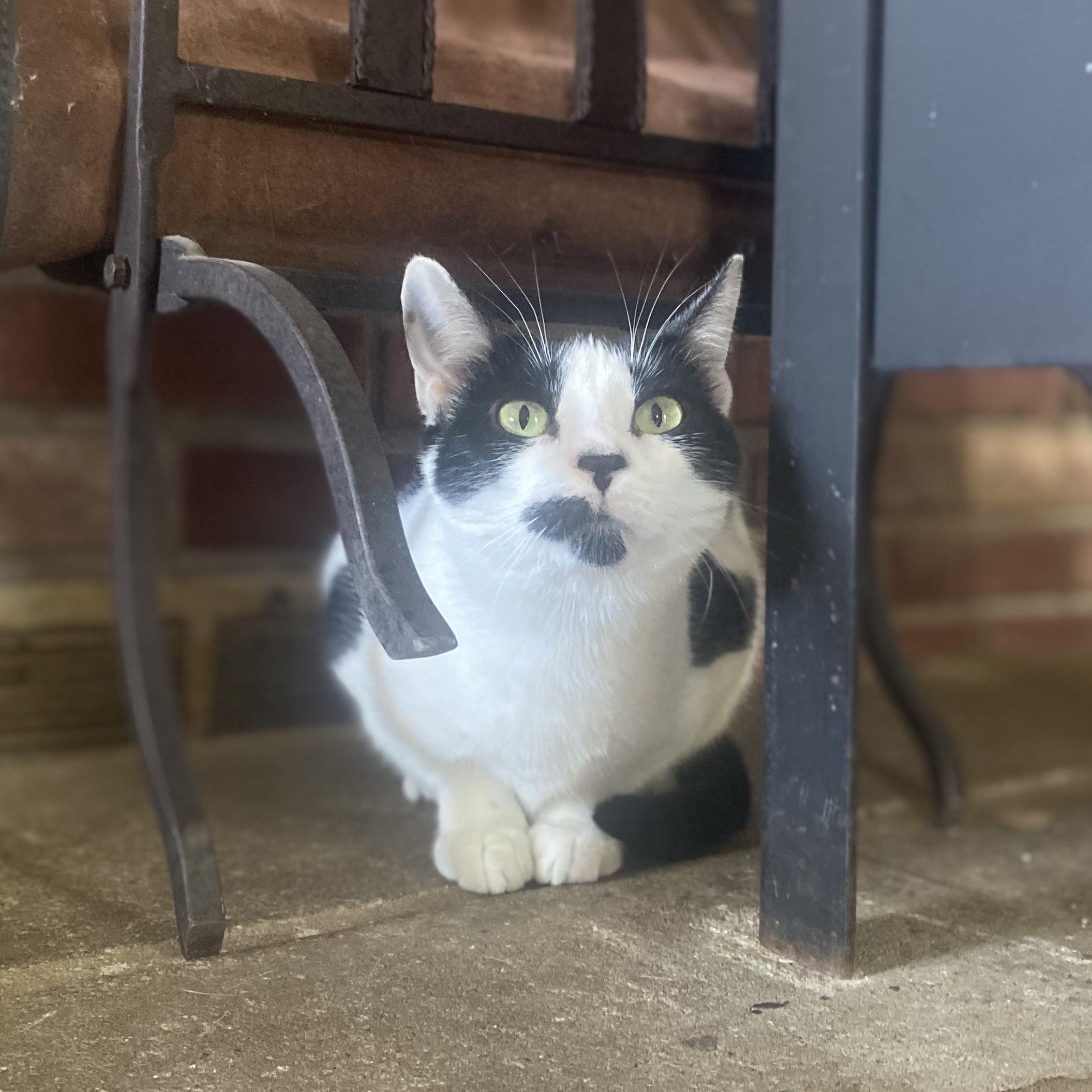 Speckles, an adoptable Domestic Short Hair in Pardeeville, WI, 53954 | Photo Image 5