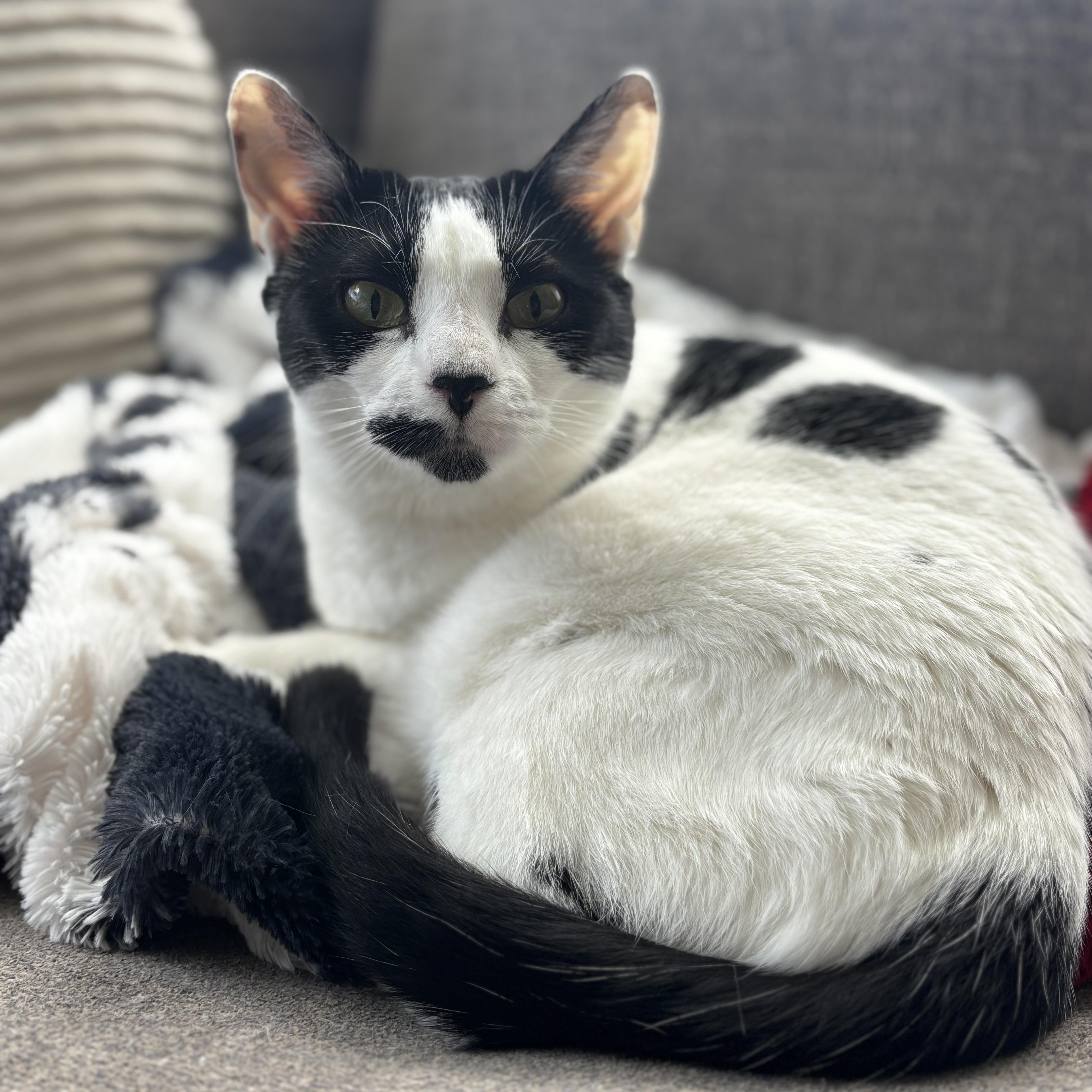 Speckles, an adoptable Domestic Short Hair in Pardeeville, WI, 53954 | Photo Image 1