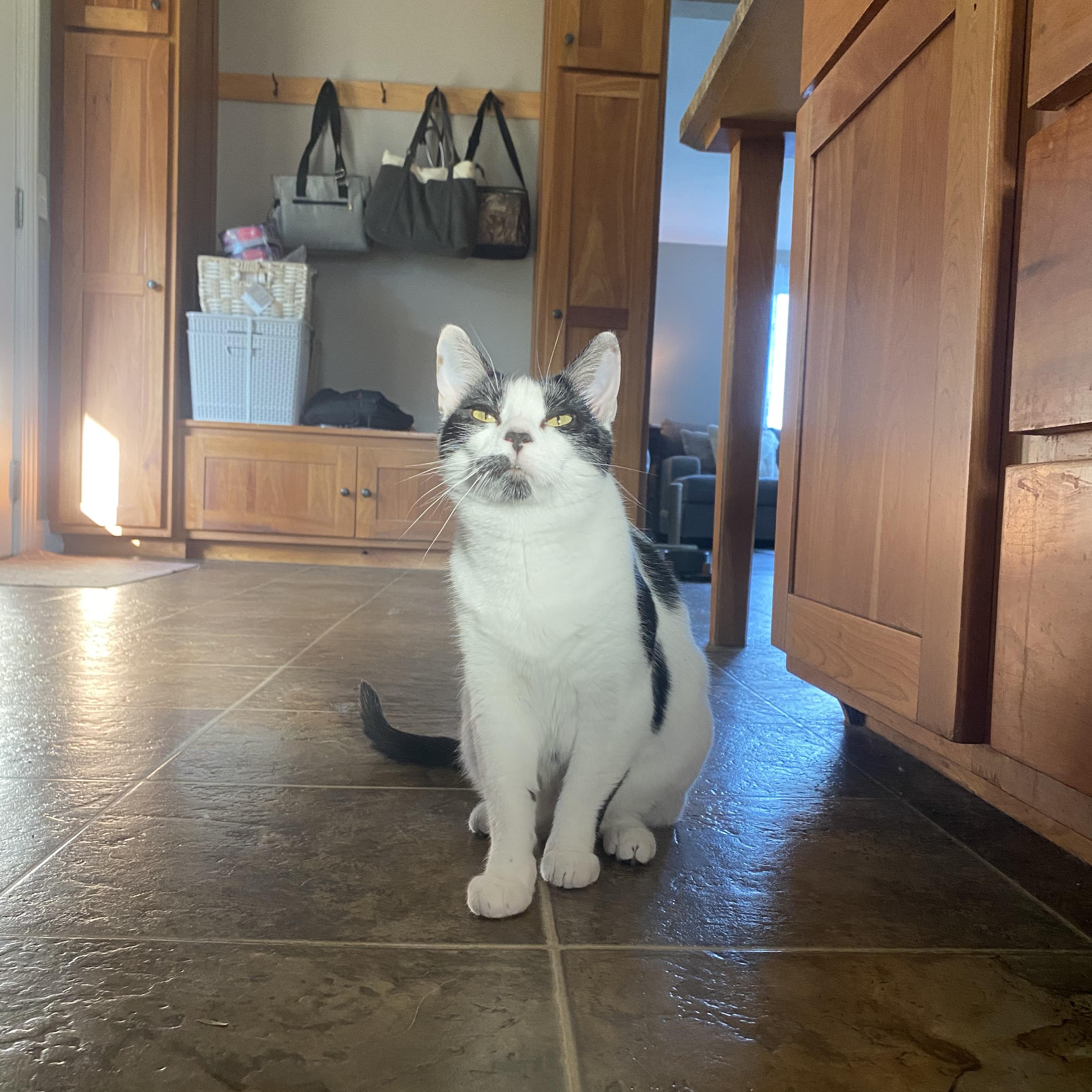 Speckles, an adoptable Domestic Short Hair in Pardeeville, WI, 53954 | Photo Image 4
