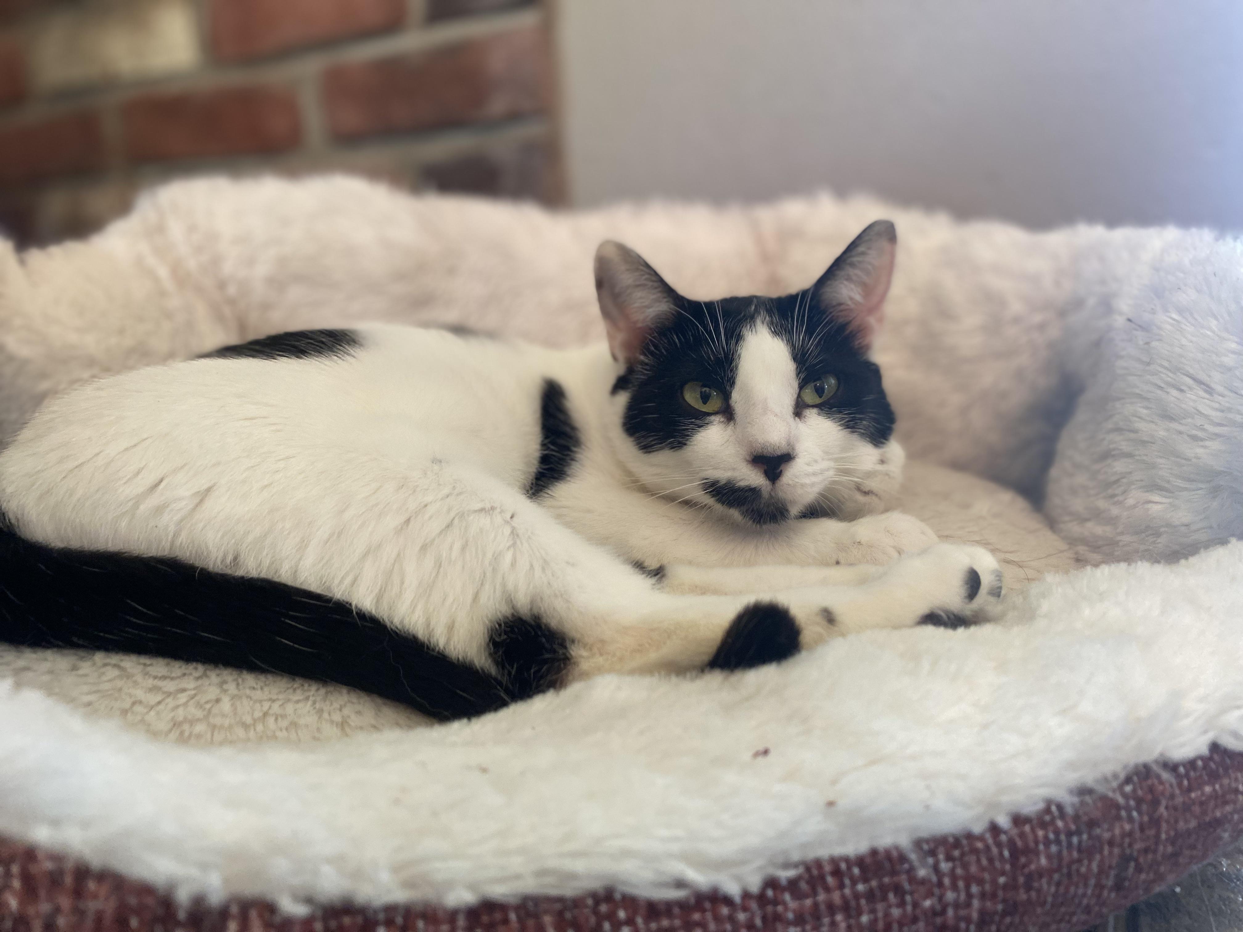 Speckles, a Adoptable Domestic Short Hair in Pardeeville, WI image 5/6