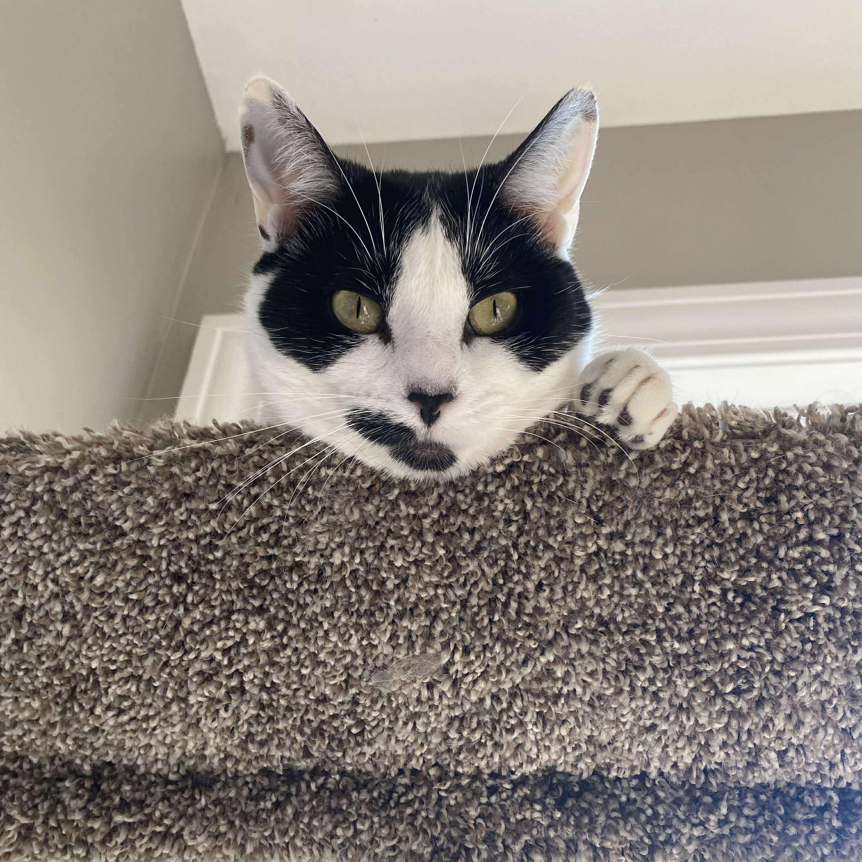 Speckles, a Adoptable Domestic Short Hair in Pardeeville, WI image 2/6