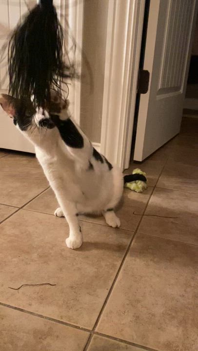 Enlarge Speckles, a Adoptable Domestic Short Hair in Pardeeville, WI video 6/6