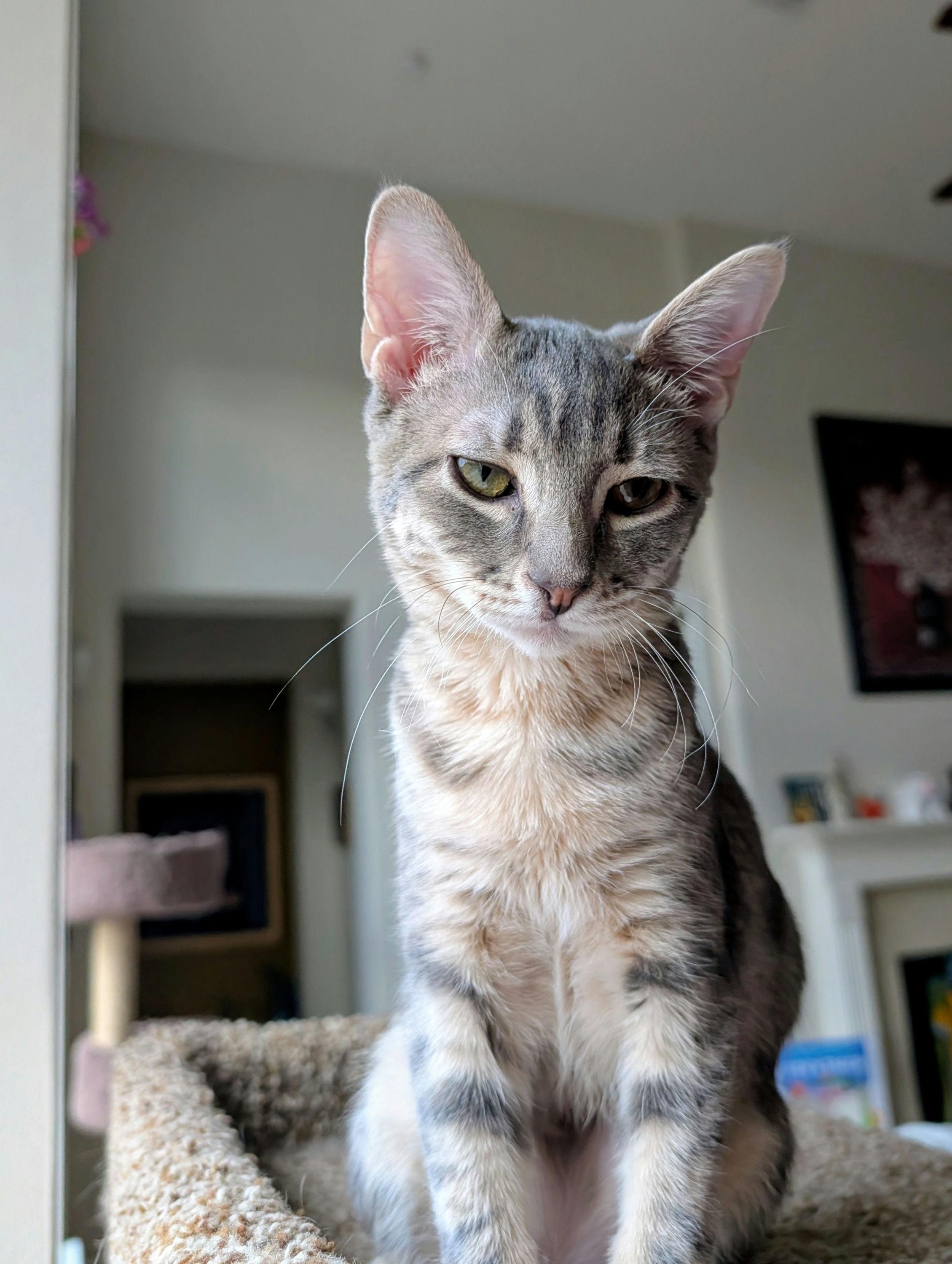 Enlarge Mini Boss, a ADOPTABLE Domestic Short Hair in Houston, TX image 2/6