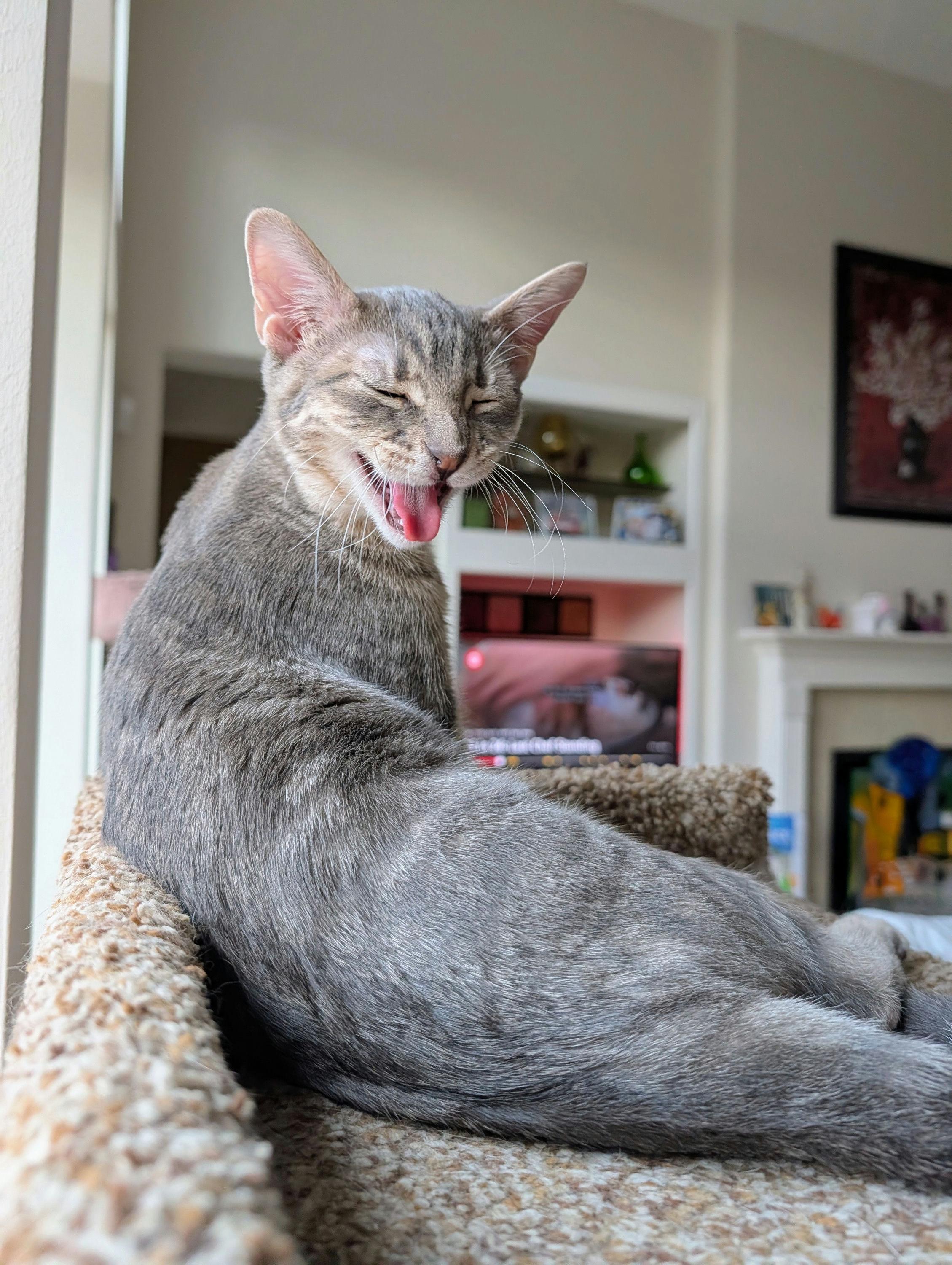 Enlarge Mini Boss, a ADOPTABLE Domestic Short Hair in Houston, TX image 3/6