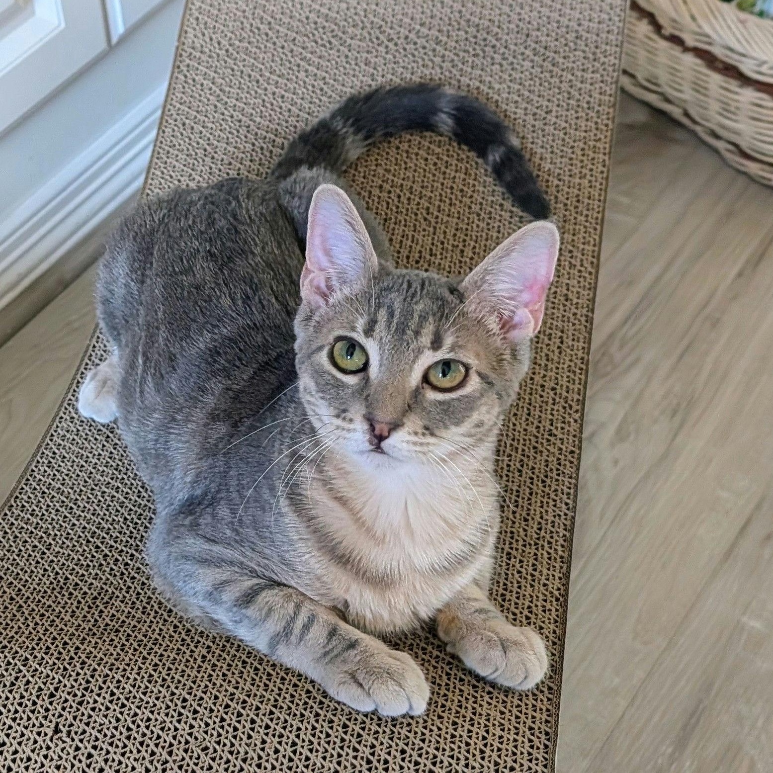 Mini Boss, ADOPTABLE, Kitten Female Domestic Short Hair.