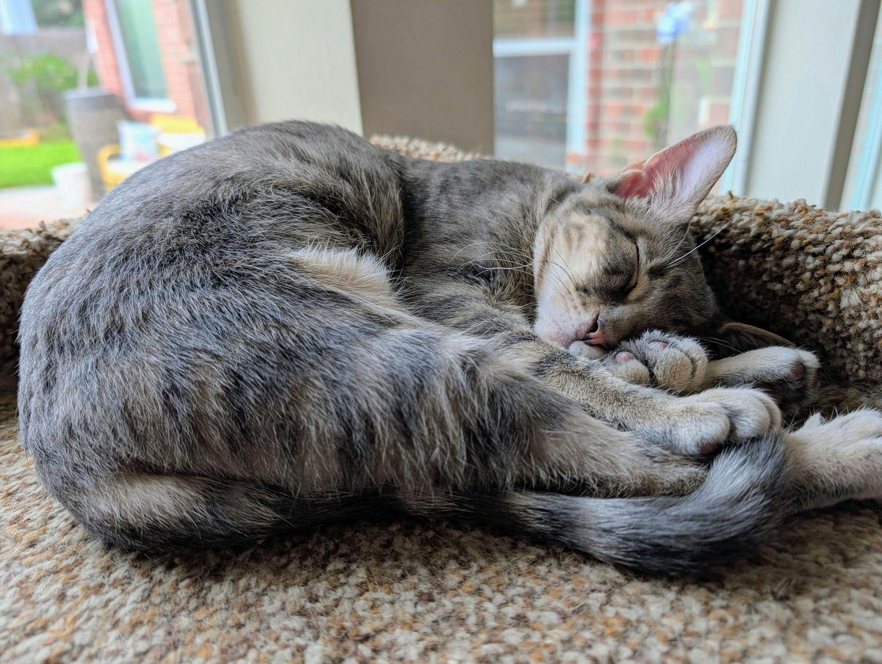 Enlarge Mini Boss, a ADOPTABLE Domestic Short Hair in Houston, TX image 4/6