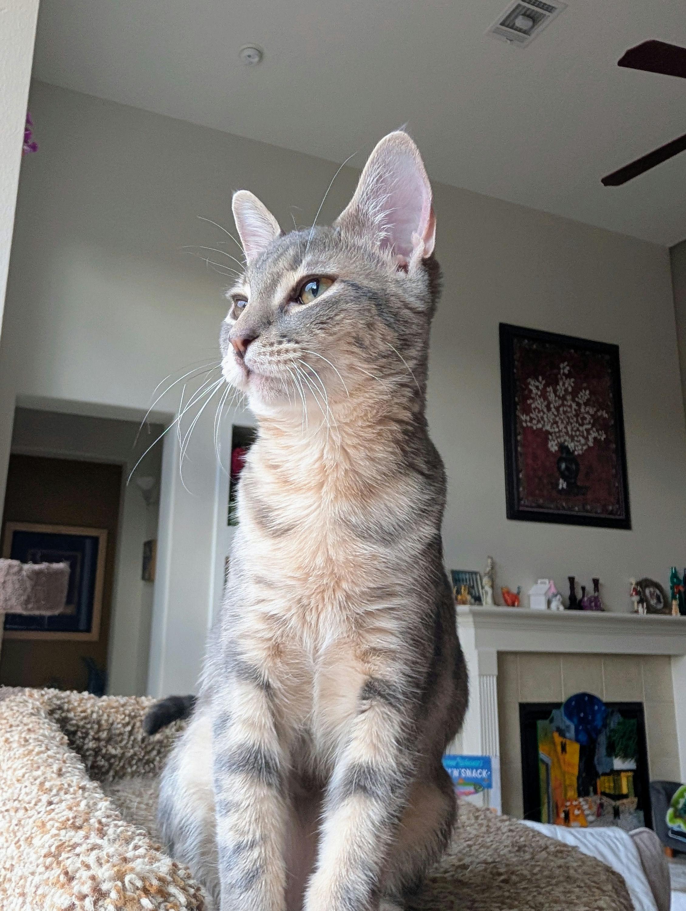 Enlarge Mini Boss, a ADOPTABLE Domestic Short Hair in Houston, TX image 5/6