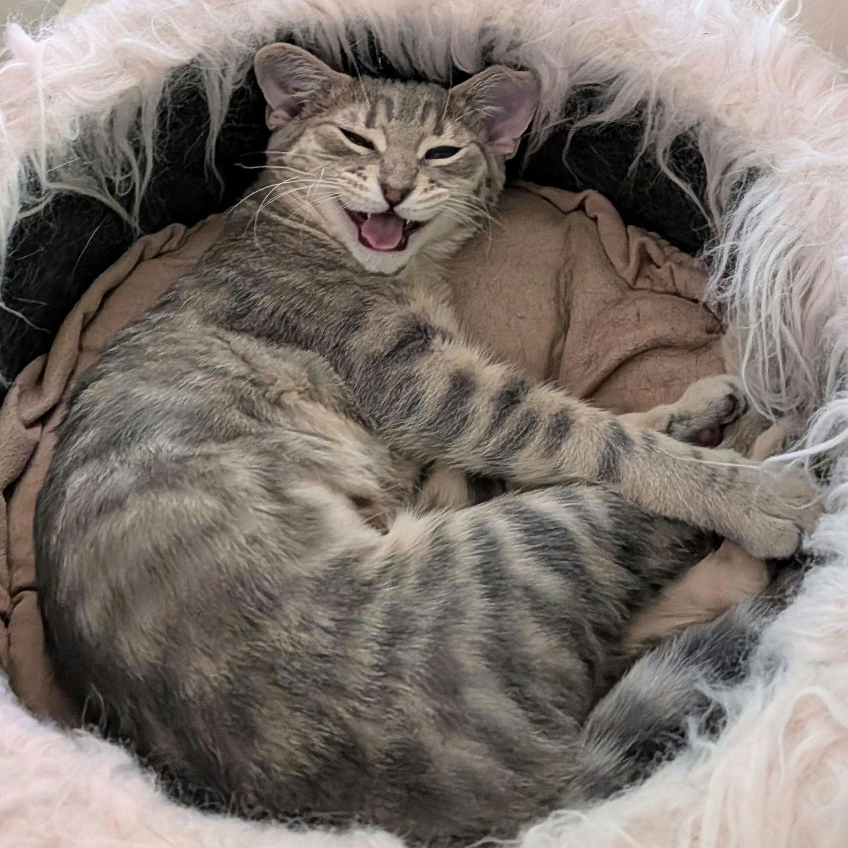 Enlarge Mini Boss, a ADOPTABLE Domestic Short Hair in Houston, TX image 6/6