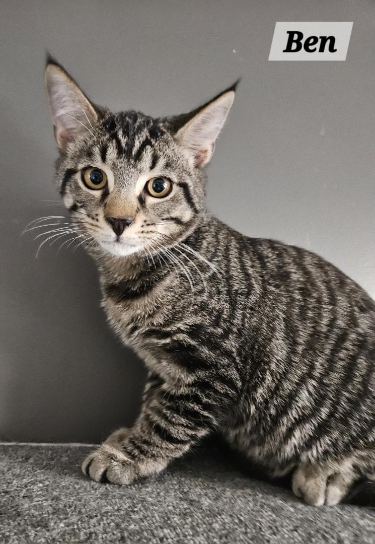 Enlarge Ben, an adopted Domestic Short Hair in Elverson, PA image 1/1