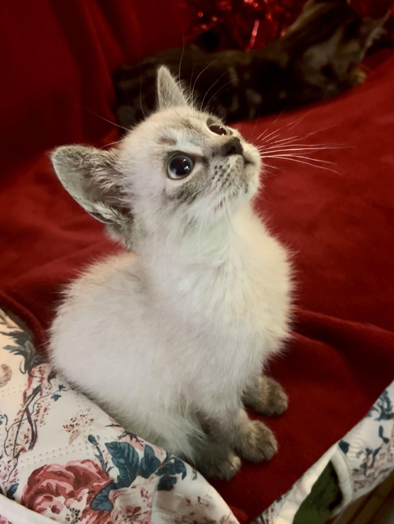 Enlarge HOPE, a Adoptable Siamese in Orlando, FL image 1/3