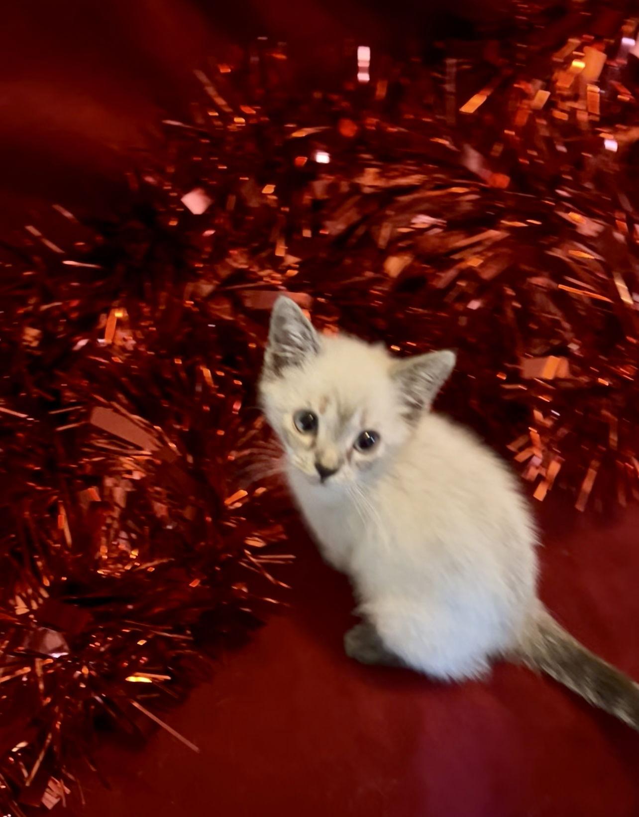 Enlarge HOPE, a Adoptable Siamese in Orlando, FL image 2/3