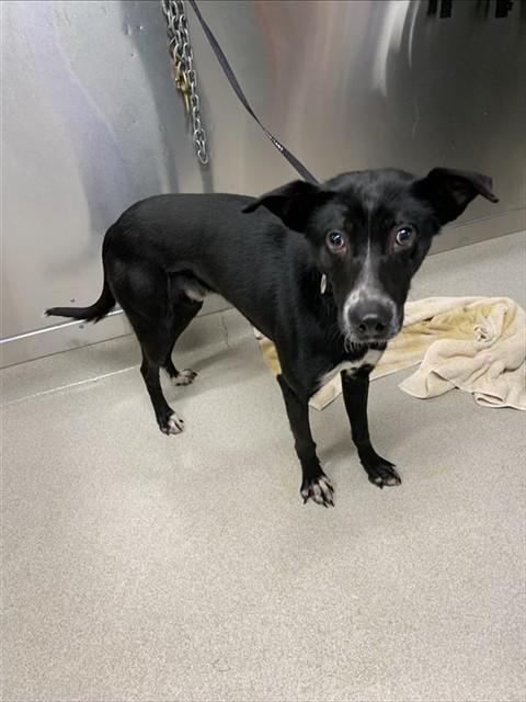 Enlarge PIKE, a Adoptable mixed breed in Fairbanks, AK image 1/1