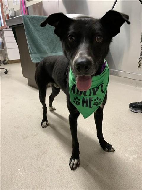 PIKE, Adoptable, Young Male Husky & Pointer.