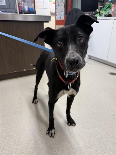 PIKE, Adoptable, Young Male Husky & Pointer.