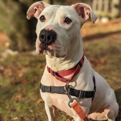 Kaylee Boxer Dog