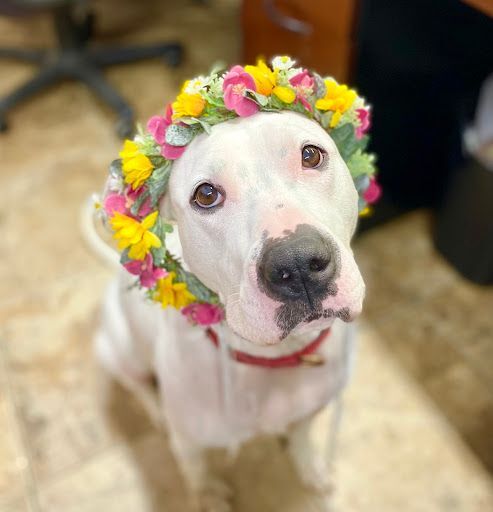 Kaylee, a Adoptable mixed breed in Ossining, NY image 2/12