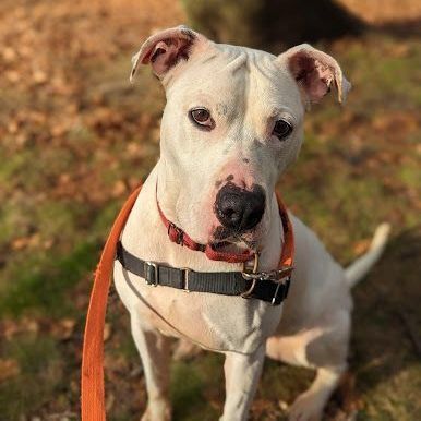 Kaylee, a Adoptable mixed breed in Ossining, NY image 3/12