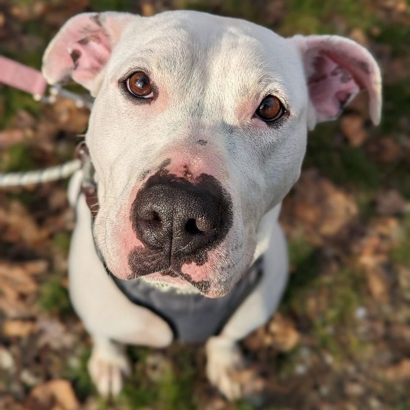 Kaylee, a Adoptable mixed breed in Ossining, NY image 4/12