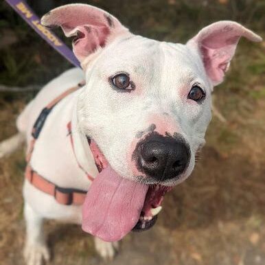 Kaylee, a Adoptable mixed breed in Ossining, NY image 5/12