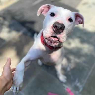 Kaylee, a Adoptable mixed breed in Ossining, NY image 6/12