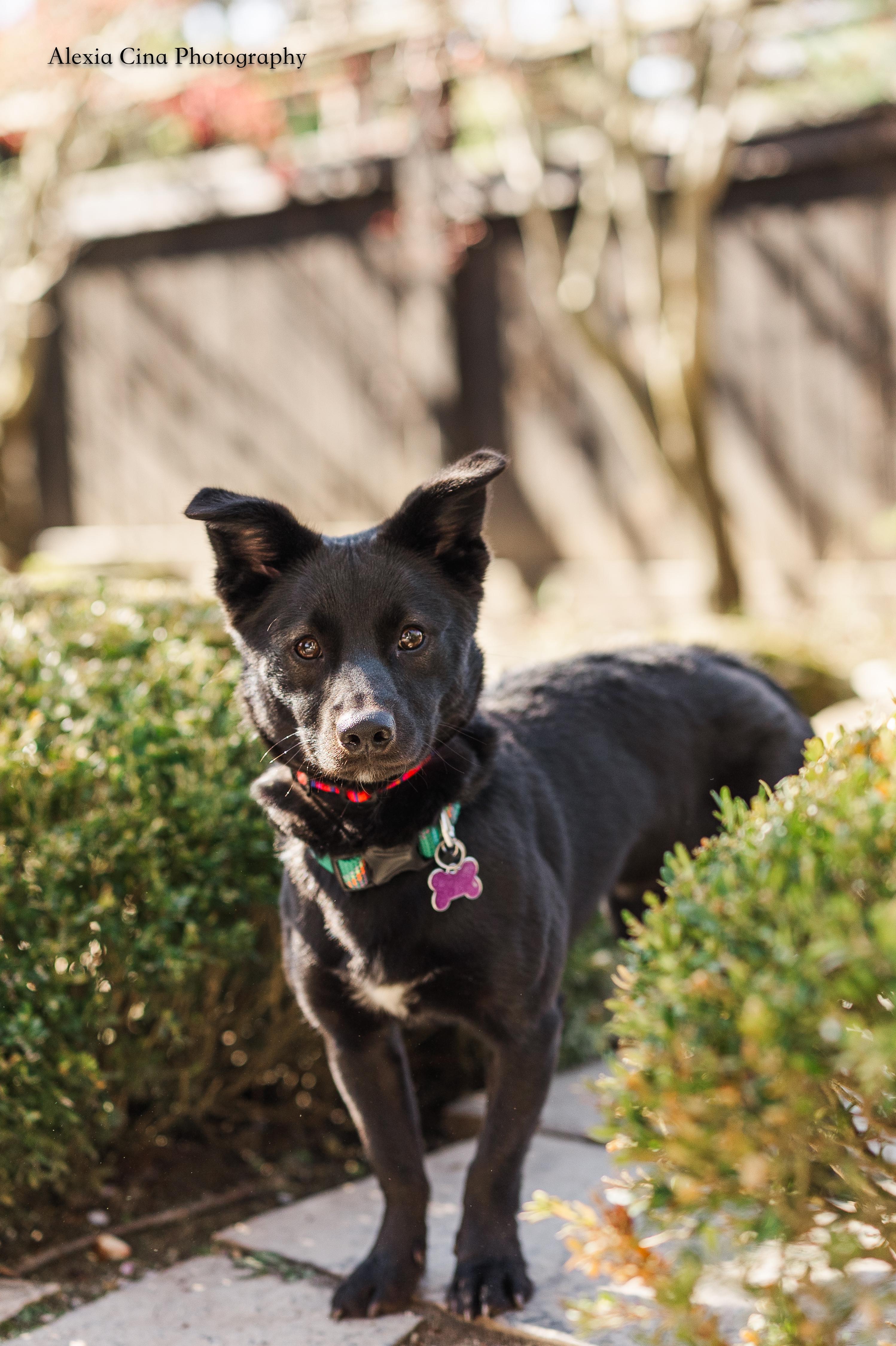 Link, ADOPTABLE, Young Male Shiba Inu & Pomeranian.